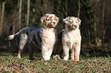 BERGER AUSTRALIEN PUPPIES 670